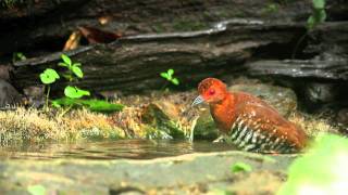 Digiscoped Redlegged Crake [upl. by Nohsid83]