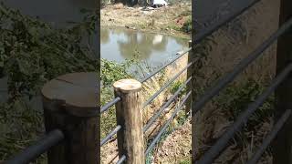 Guard rails using pressure treated poles fencing treated poles nature fenceline [upl. by Idnak834]