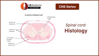 Spinal Cord Histology [upl. by Erej]