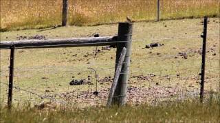 Australasian Pipit call [upl. by Amlus]