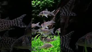 Ikan Corydoras Si Pembersih Aquarium yang Mungil [upl. by Seana]