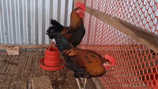 Beautiful chicken breeds [upl. by Abraham]