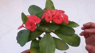 How to grow and Care Crown of Thorns Plant  Euphorbia Milii Plant  4th Nov 2017 [upl. by Aleksandr793]