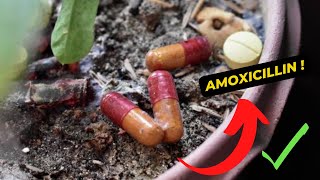 What is amoxicillin used for [upl. by Socrates973]