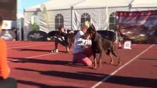 IDC 2013  Champion Class Brown Males [upl. by Evetta]