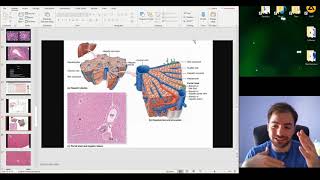 Histology of the Digestive Glands part 2 Pancreas Liver Gallbladder Review of Digestion [upl. by Avehsile]