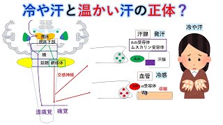 国試対策：暗記からの卒業 103話 発汗と冷やせ [upl. by Rahel766]