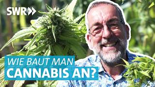 So baut man Cannabis richtig an Nach der CannabisLegalisierung einfach zur eigenen Pflanze [upl. by Adiuqram514]