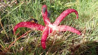 Devils Fingers Clathrus archeri Dartmoor November 2017 [upl. by Uyekawa]