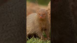 Mongoose Meaning In Hindi seeingmongoose mongoose mongoosevssnake spiritual viral trending [upl. by Lissy]