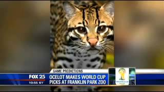 Isidoro the Ocelot to predict World Cup winners [upl. by Giraldo]