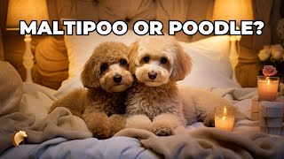 Maltipoo Or Poodle Which Is The Right Choice For You [upl. by Marshall861]