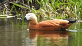 Kazarka rdzawa Ruddy shelduck Tadorna ferruginea [upl. by Targett]