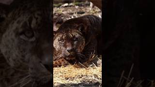 Jaglion a rare mixture of a male jaguar and a female lion lioness 😳 [upl. by Philipines]