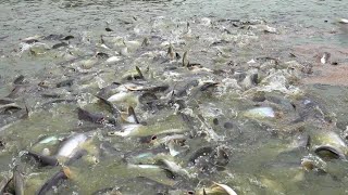 FOOD FEED TO PANGASIUS FISH [upl. by Romeo]