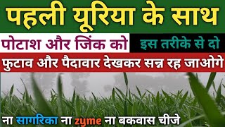 गेहूं में पहली यूरिया के साथ मिलकर डालें यह 2 चीज  पैदावार इतनी कि पगला जाओगे  wheat first urea [upl. by Rairb924]