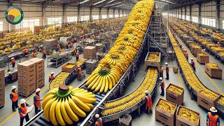 How to Harvest Bananas Using Cableway Systems  Banana Processing in Factory  Farming Documentary [upl. by Matheson]