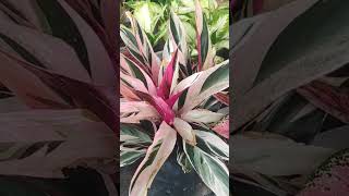 Review calathea varigata [upl. by Duck]