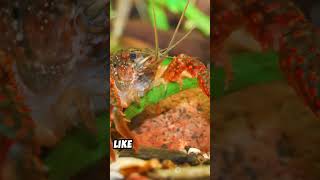 Crayfish Breeding Tips Quick Guide crawfish lobster shorts [upl. by Conroy443]