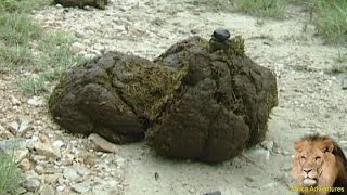 Dung Beetle Eating Elephant Dung [upl. by Kirsti686]