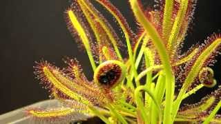 Drosera Capensis time lapse eating a fly HD with a surprise [upl. by Craw]