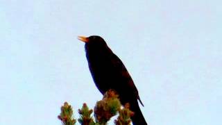 Blackbird turdus merula singing [upl. by Malorie954]