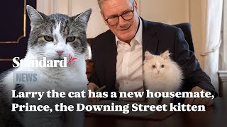 Larry the cat has a new housemate Prince the Downing Street kitten [upl. by Anircam881]