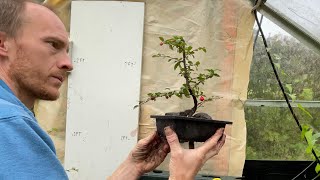 Cotoneaster Bonsai from rooted Cuttings [upl. by Hootman]