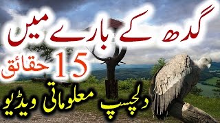 Vulture Facts Urdu Hindi Gidh Information History Gidh Ki Dilchasp Maloomat [upl. by Leonor]