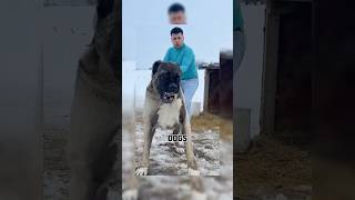 Part 3 most dangerous😨 dog breed in the world dangerousdogbreeds dogs doglover viraldogsvideos [upl. by Ilamad]