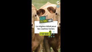 AGRICULTUREZMOI l Le régime idéal pour les vaches taries cest quoi [upl. by Arne]