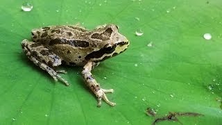 Frog Pond  Build a Pond for Frogs  Part 1 [upl. by Enelyw948]