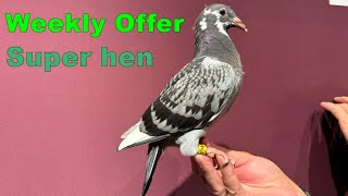 Weekly Offer Super pigeon for sale SOLD [upl. by Eelrebmik]