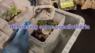 Rehousing some poecilotheria [upl. by Harmonia]