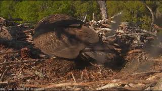 AEF NEFL Eagle Cam 32119 Injured Sub Adult Paid Another Visit to the Nest [upl. by Rebmeced]