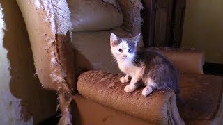 40 CatsKittens Rescued from Hoarding House [upl. by Arikahc]