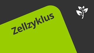 Gut erklärt Die Phasen des Zellzyklus  Biologie  Genetik [upl. by Poppas]