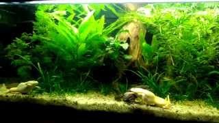 African Clawed Frog aquarium [upl. by Hadleigh594]