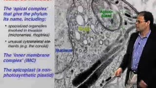 Apicomplexan specific organelles  David Roos U Penn [upl. by Nawuj]