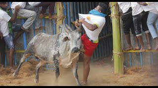 🔴அலங்காநல்லூர் ஜல்லிக்கட்டு நேரலை  Alanganallur Jallikattu Live 2024 [upl. by Jolene]