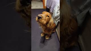 Jet the Working Cocker Spaniel howling well trying to [upl. by Natka]