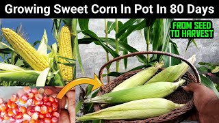 How To Grow Sweet Corn In Pot 🌽 Full Update Gamle Me Dher Sare Bhutte  Corn Ugane Ka Asan Tarika [upl. by Atilrep869]