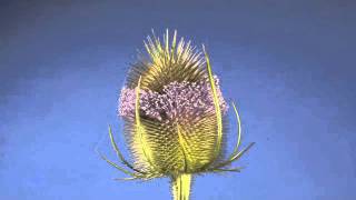 Interesting Teasel flower opening over several days time lapse [upl. by Etnovahs57]