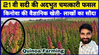 किनोवा की खेती की कैसे की जाती है  Kinova ki kheti kaise ki jaati hai  Quinoa Farming  क्विनोवा [upl. by Herson]