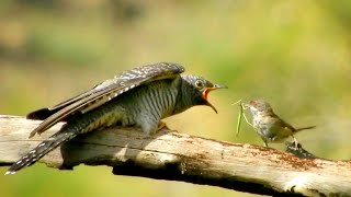 إطعام طائر هازجة سردينيا للوقواق الصغير من جبال عين النسور Sardinian warbler Feeding cuckoo [upl. by Ogaitnas]