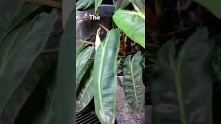 Indoor Greenhouse is Ready houseplants plants aroid greenhouse shorts [upl. by Alleusnoc]