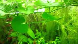 HYDROCOTYLE LEUCOCEPHALA [upl. by Assereht]