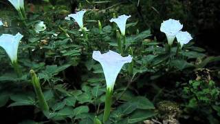 Timelapse Video of Datura Flower Blooming [upl. by Eruot902]