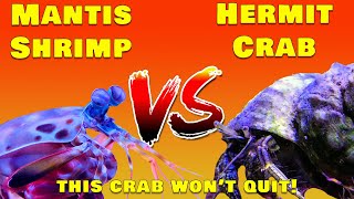 The shocking battle Mantis Shrimp vs Giant Hermit Crab [upl. by Anwahsak533]