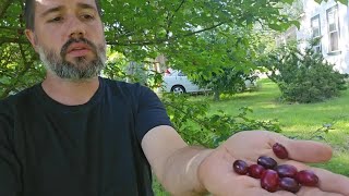 Cornelian Cherry Dogwood when and how to harvest [upl. by Nebra]